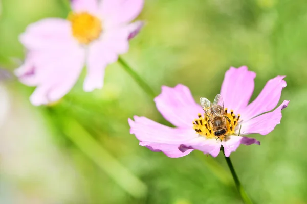 Медовая Пчела Apis Mellifera Собирает Нектар Пыльцу Розового Садового Цветка — стоковое фото