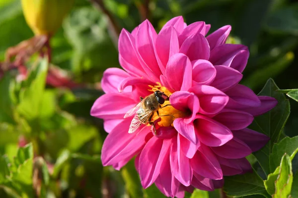 Eristalis Tenax Luftflue Også Kjent Som Drone Fly Dahlia Flower – stockfoto