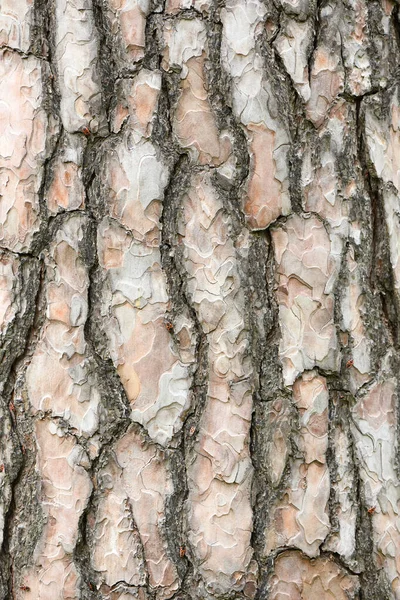 Spruce Bark Texture High Resolution Photo Full Depth Field — Stock Photo, Image