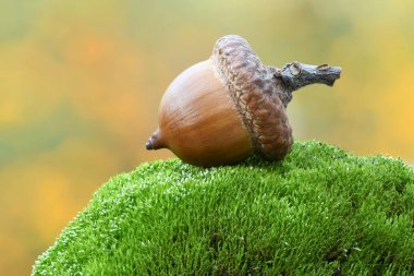 Yosun taşında meşe ağacı meşesi. Orman arka planında izole edilmiş. Yüksek çözünürlüklü. Tam alan derinliği.