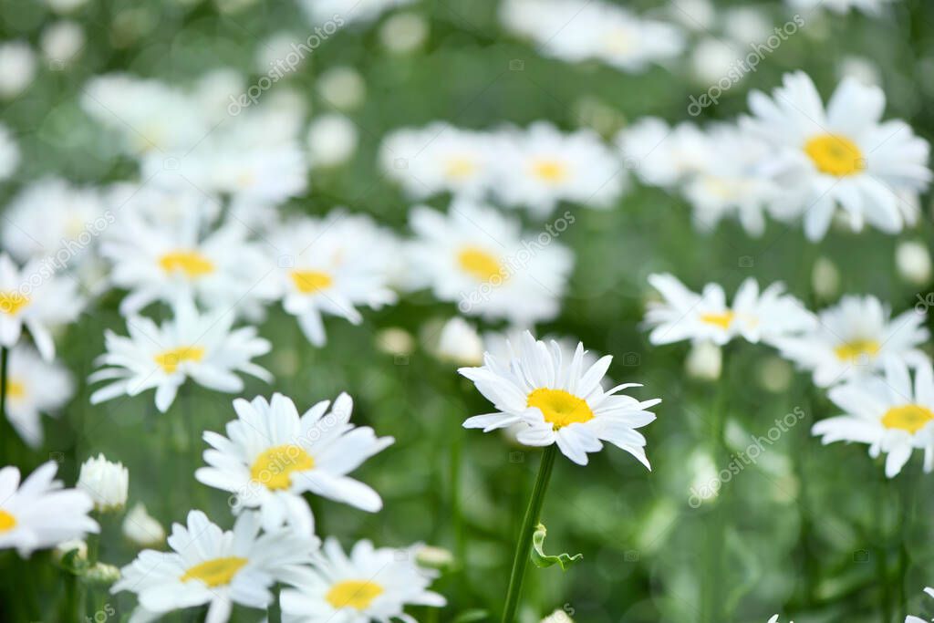 Chamomile flower on a green meadow. Daisies, Dox-eye, Common daisy, Dog daisy, Moon daisy. High resolution photo. Selective focus. Shallow depth of field.