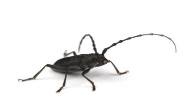 Longhorn böceği ya da Cerambyx küçük başını onaylayarak sallar. Doğrulama konseptine uygulanabilir. Evet, evet, evet! n beyaz.