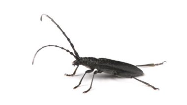 Longhorn böceği ya da Cerambyx küçük başını onaylayarak sallar. Doğrulama konseptine uygulanabilir. Evet, evet, evet! n beyaz.