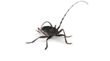 Longhorn Beetle veya Cerambyx Small havalanıyor. Beyaz üzerine yakın çekim video.