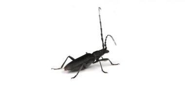 Longhorn Beetle veya Cerambyx Small havalanıyor. Beyaza. Yavaş çekim videosunu kapat.