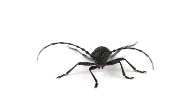 Kumbang Longhorn Atau Cerambyx Mengangguk Kecil Kepala Menyetujui Diterapkan Dengan — Stok Video