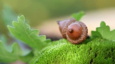 Güneş, yosun taşının üzerindeki meşe ağacının meşe palamudunu aydınlatır. Rüzgarda sallanıyor.