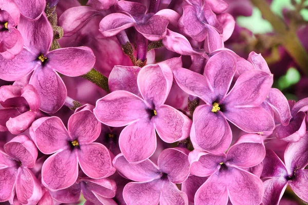 Macro Image Spring Lilac Violet Flowers Abstract Floral Background High — Stock Photo, Image