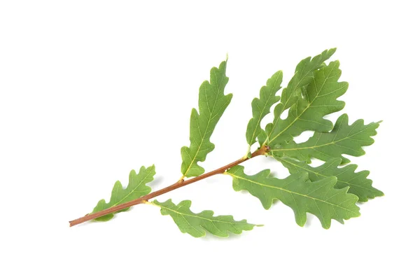 Cut Oak Branch Green Leaves Isolated White Background High Resolution — Stock Photo, Image