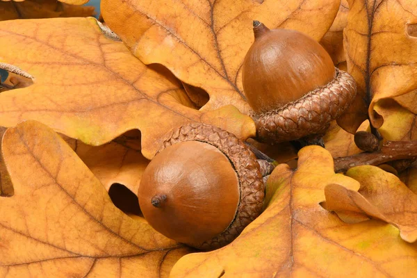 Close Two Acorn Oak Tree Leaves Background High Resolution Photo — Stock Photo, Image