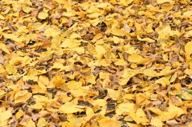 Orman zeminindeki renkli sonbahar yapraklarının arka planı. Yüksek çözünürlüklü. Tam alan derinliği.