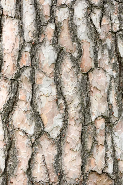 Spruce Kabuk Dokusu Yüksek Çözünürlüklü Tam Alan Derinliği — Stok fotoğraf