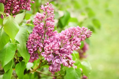 Çiçekli leylağın bahar dalı. Yüksek çözünürlüklü. Seçici odak.