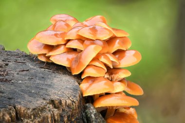 Enokitake, Altın İğne mantarı ya da Lily mantarı olarak bilinen yenilebilir mantarlar. Ağaçta yetişen yabani mantarlar.