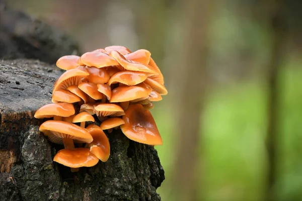 Essbare Pilze Flammulina Velutipes Bekannt Als Enokitake Goldnadelpilz Oder Lilienpilz — Stockfoto