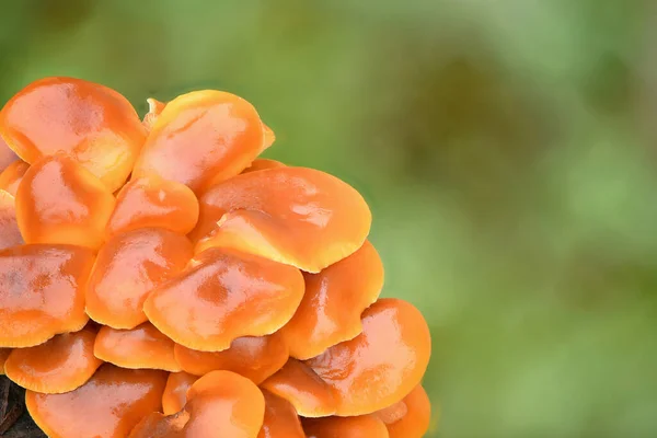 Cogumelos Comestíveis Flammulina Velutipes Conhecidos Como Enokitake Golden Needle Mushroom — Fotografia de Stock