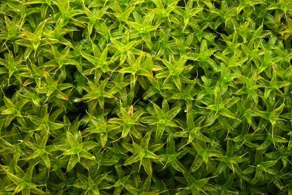 Natural Background Green Moss Texture Close Large Depth Field Dof — Stock Photo, Image