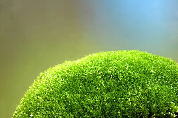 Natural Background Green Moss Close Large Depth Field Dof Drops — Stock Photo, Image