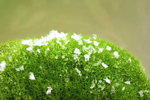 Natural Background Green Moss Close Large Depth Field Dof Drops — Stock Photo, Image