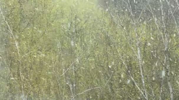 Снег Падает Реальном Времени Сосредоточься Березах Сильный Снег Большие Хлопья — стоковое видео