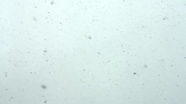 Schnee Fällt Echtzeit Starker Schnee Große Flocken — Stockvideo