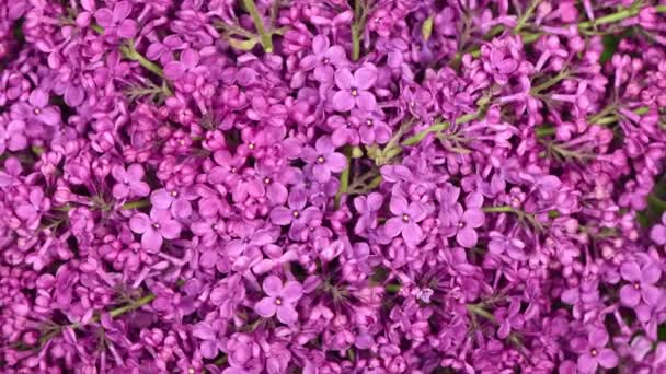 Beautiful Lilac Floral Romantic Spring Background Branches Flowering Blossoming Lilac — Stock Video