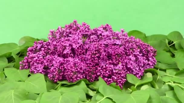 Vacker Lilac Blommig Romantisk Vår Bakgrund Filialer Blommande Eller Blommande — Stockvideo