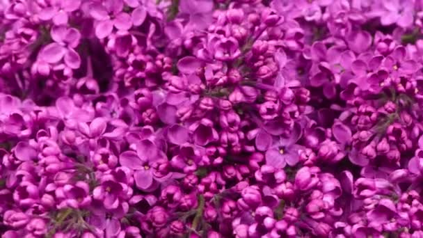 Beautiful Lilac Floral Romantic Spring Background Branches Flowering Blossoming Lilac — Stock Video