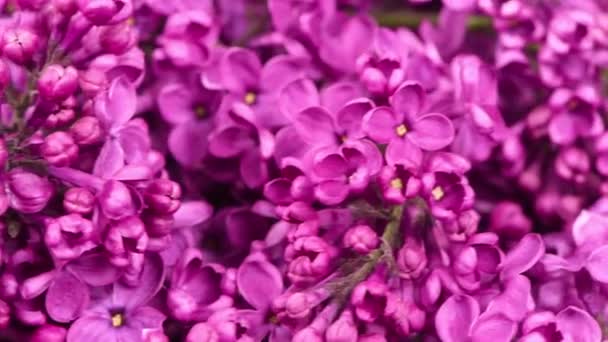 Piękny Liliowy Romantyczne Wiosenne Tło Gałęzie Kwitnącego Lub Kwitnącego Bzu — Wideo stockowe