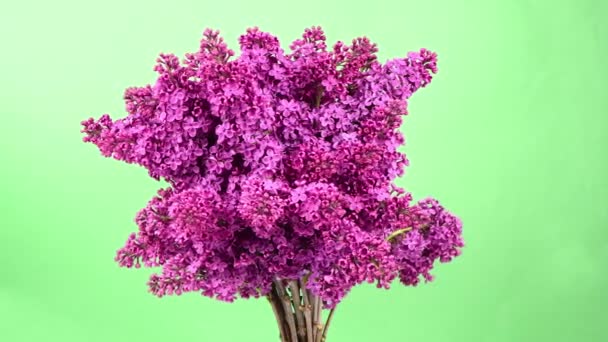 Bouquet Beautiful Blooming Lilacs Floral Romantic Spring Background Branches Flowering — Stock Video