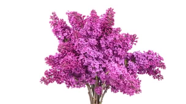 Bouquet Beaux Lilas Fleurs Floral Romantique Fond Printemps Branches Lilas — Video