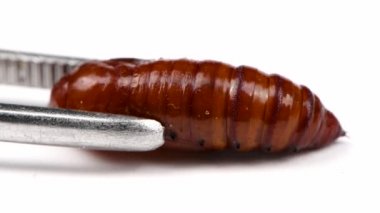 Büyük Ölüm 'ün baş şahini Pupa (Acherontia atropos) beyaz üzerine izole edilmiştir. Makro video. Seçici odaklanma. 4K UHD video görüntüsü 3840X2160.