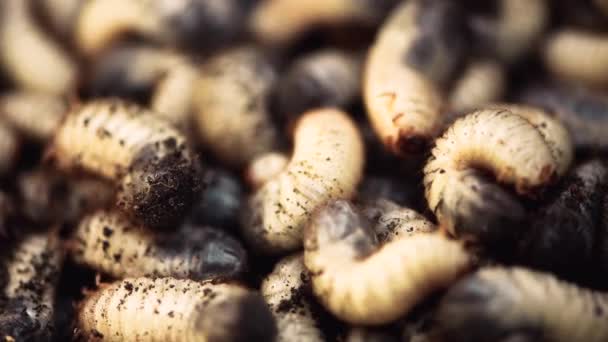 Muitas Larvas Brancas Encontram Movem Chão Larvas Besouro Maio Macro — Vídeo de Stock