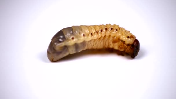 Larva Besouro Maio Isolado Fundo Branco Macro Vídeo Foco Seletivo — Vídeo de Stock