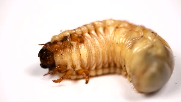 白地に分離した5月の甲虫の幼虫 マクロビデオ 選択的フォーカス Uhdビデオ映像3840X2160 — ストック動画