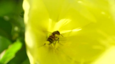 Akşam çiçekleri, arı bahçedeki sarı çiçekleri tozlaştırıyor. Sarı çiçekli arka plan. Makro video. Seçici odaklanma. 4K UHD video görüntüsü 3840X2160.