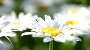 Yakın plan papatya çayı rüzgarda savruluyor. Genç çiçek tomurcukları sabahın erken saatlerinde. Makro video. Seçici odaklanma. 4K UHD video görüntüsü 3840X2160.