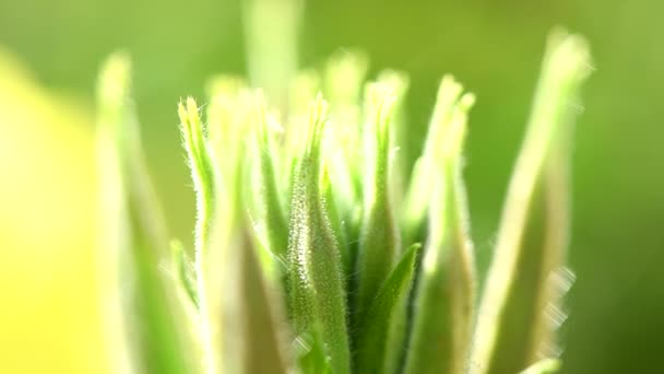 Avond Primrose Bloem Zwaait Wind Jonge Bloemknoppen Vroege Ochtend Macro — Stockvideo