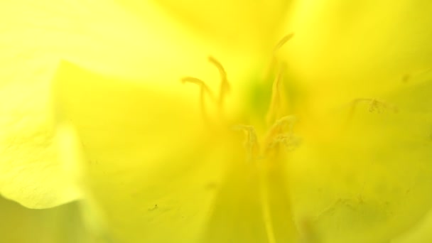 Noite Flor Prímula Oscila Vento Fundo Floral Amarelo Macro Vídeo — Vídeo de Stock
