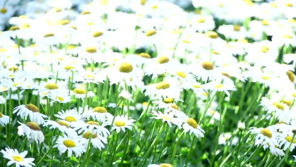 牧草地にはデイジーが点在しています カモミールは風に揺れる 早朝に若い花芽 選択的フォーカス Uhdビデオ映像3840X2160 — ストック動画