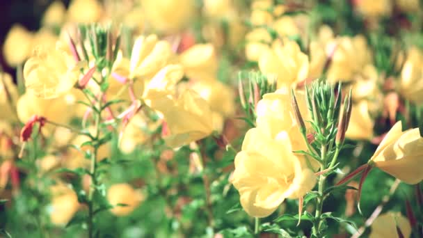 Kvällsblomster Svajar Vinden Gul Blommig Bakgrund Makrovideo Selektivt Fokus Uhd — Stockvideo