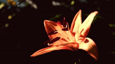 Güzel turuncu zambak çiçeği. Yakın plan Lily rüzgarda sallanıyor. Karanlık akşam geçmişi. Seçici odaklanma. 4K UHD video görüntüsü 3840X2160.