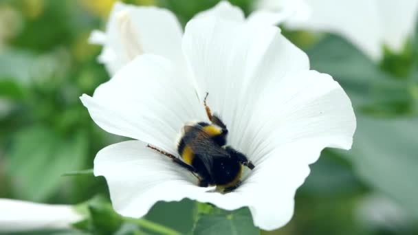 バンブルビーは白いラバテラの花を受粉させ 庭に美しい白い花を咲かせます クローズアップバンブルビー 選択的フォーカス Uhdビデオ映像3840X2160 — ストック動画