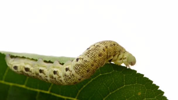 Caterpillar Death Head Hawkmoth Latin Name Acherontia Atropos Isolerad Vit — Stockvideo