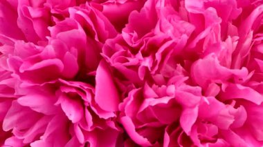 Güzel pembe şakayık arkaplan. Düğün arkaplanı, Sevgililer Günü konsepti. 4K UHD video görüntüsü 3840X2160.