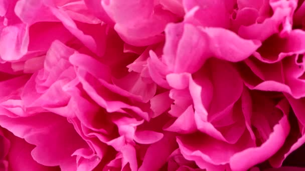 Vacker Rosa Pion Bakgrund Bröllopsbakgrund Alla Hjärtans Dag Koncept Uhd — Stockvideo