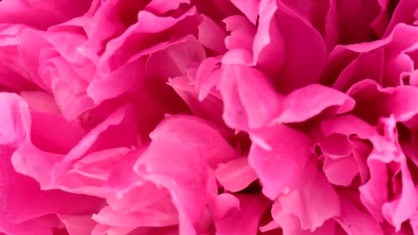 Beautiful Pink Peony Background Wedding Backdrop Valentine Day Concept Uhd — Stock Video