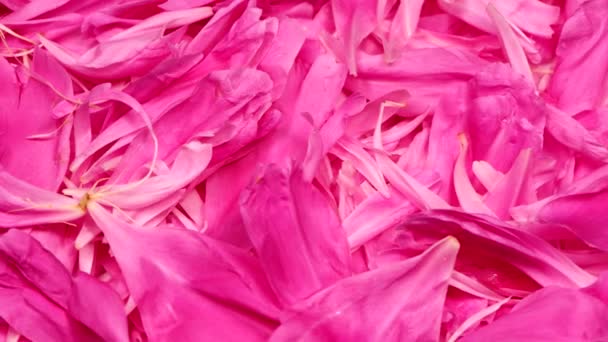 Розовый Пионный Фон Свадебный Фон Концепция Дня Святого Валентина Видеоматериалы — стоковое видео