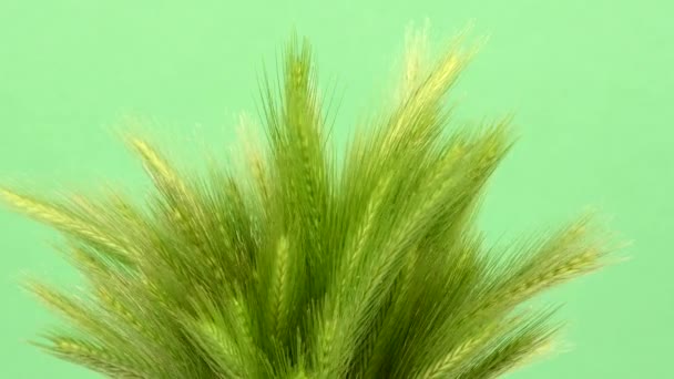 Green Spikelets Field Grass Green Background Rotation 360 Uhd Video — Stock videók