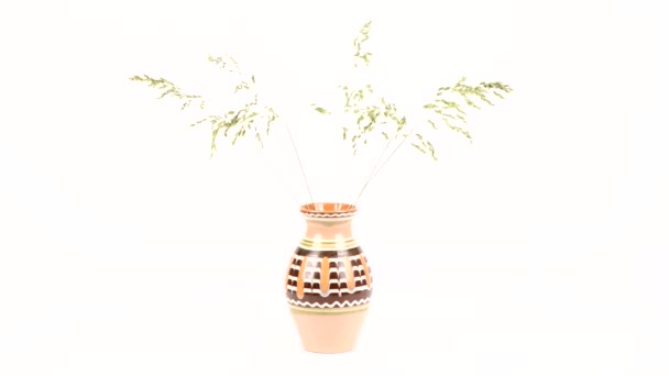 Spikelets Grass Vase White Background Rotation 360 Uhd Video Footage — Wideo stockowe